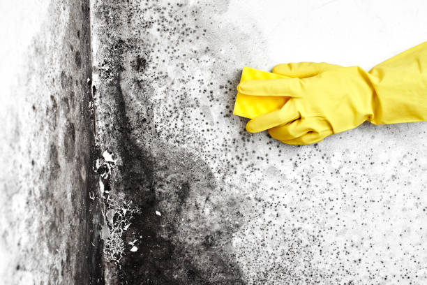 Best Certified Mold Removal  in Kuna, ID