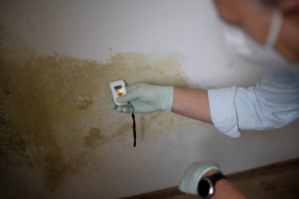 Best Toxic Mold Removal  in Kuna, ID