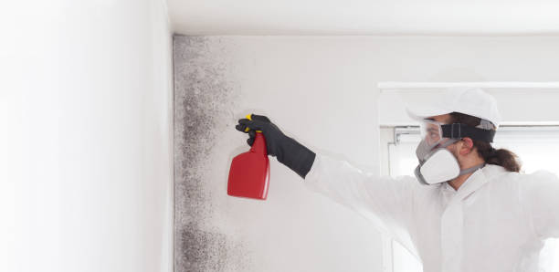 Best Attic Mold Removal  in Kuna, ID
