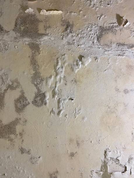 Best Home Mold Removal  in Kuna, ID